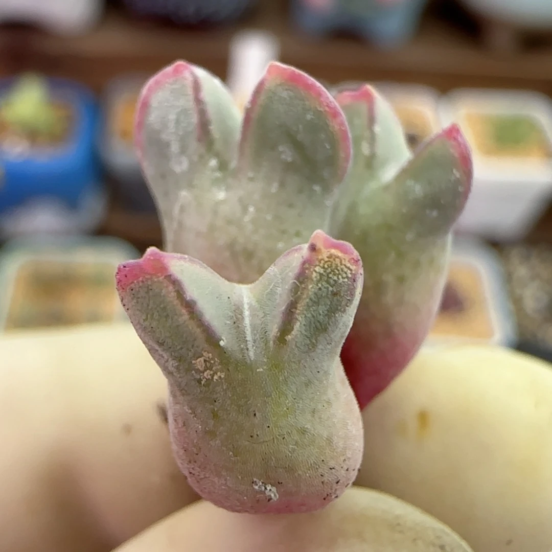 111园艺优选猪蹄985