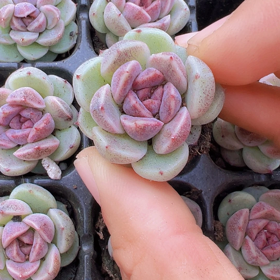 赤水晶苗3颗多肉植物