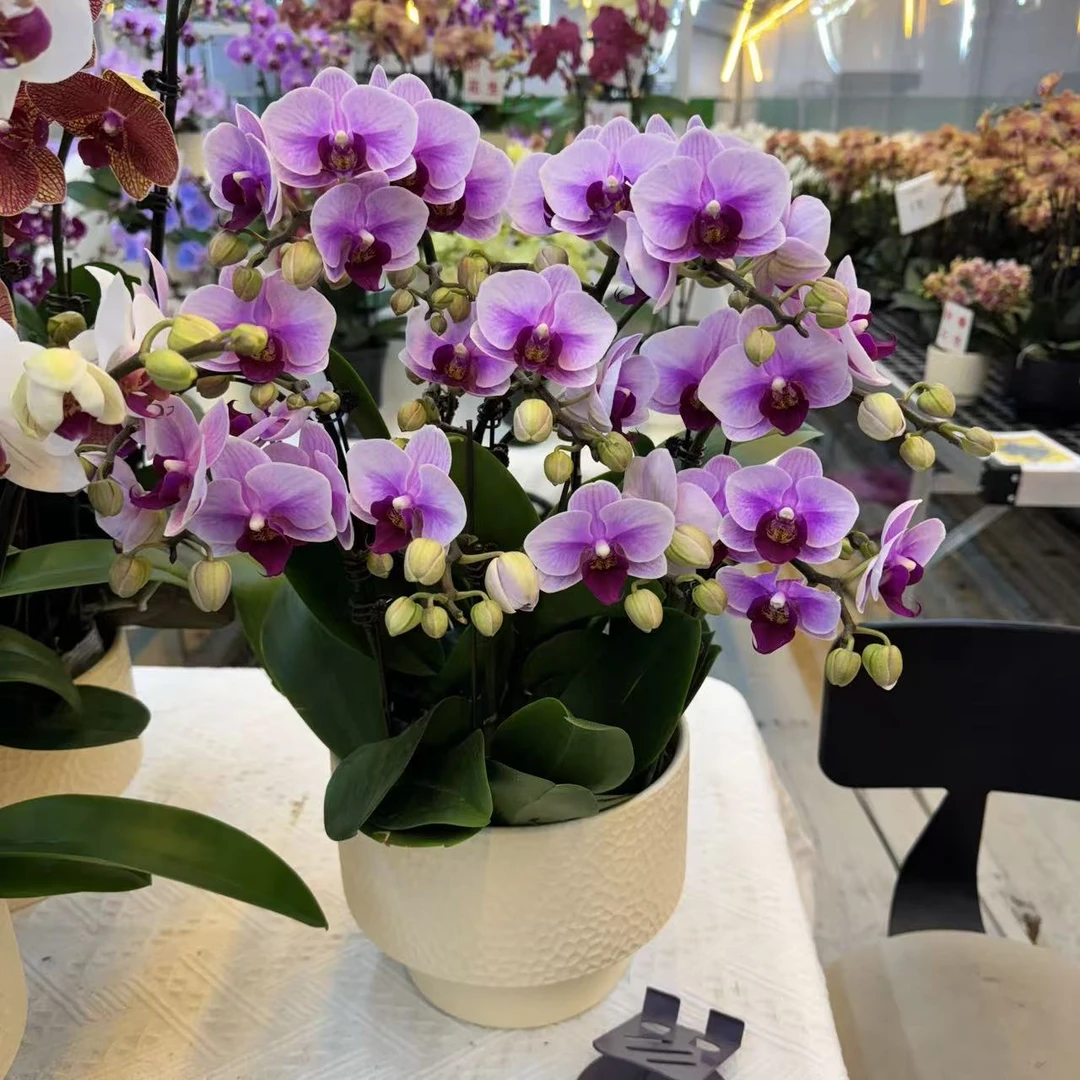 精选蝴蝶兰【宝贝】粉色系选美第二名 室内绿植花卉 基地直发