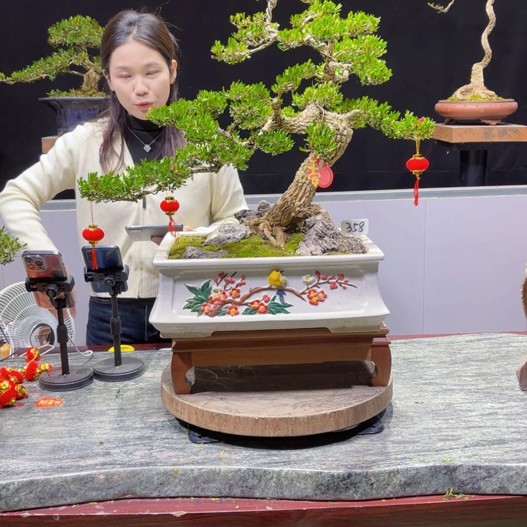 四季常青老桩黄杨盆景大*