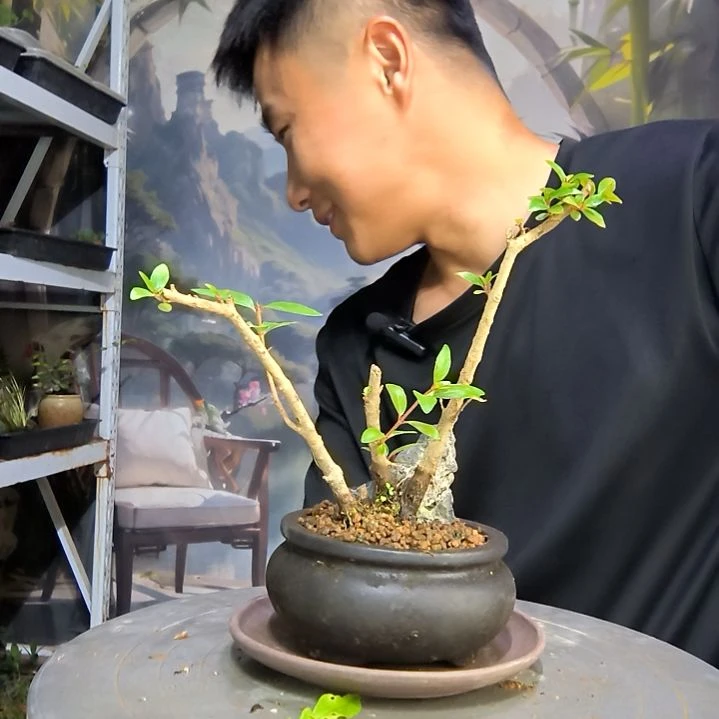 E***n中青园艺一物一拍33