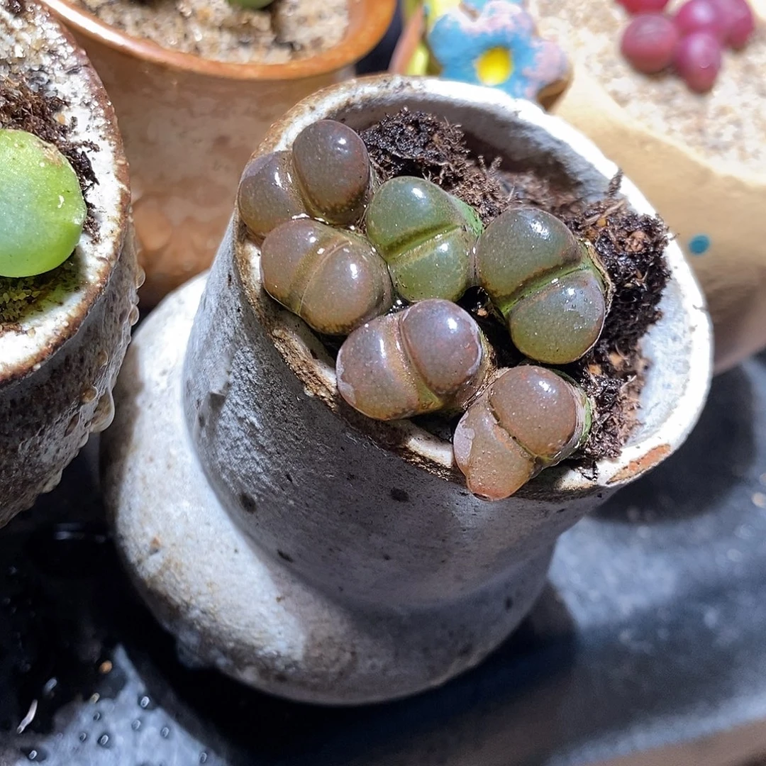 福利一颗黑玫瑰风铃。