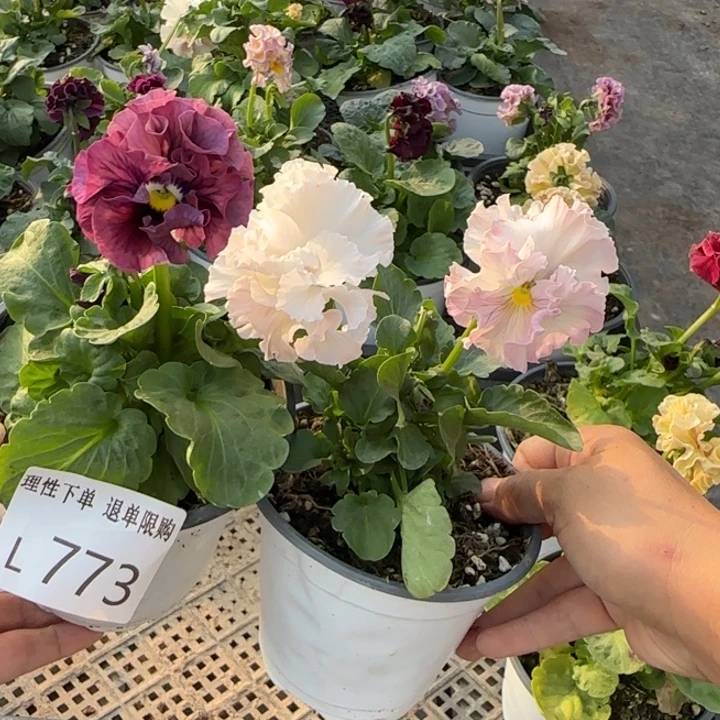 剑***章无花朵L773两棵小苗低于零下5勿拍