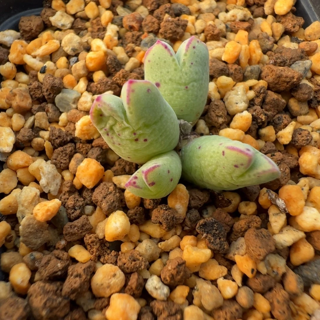 16-185肉锥多肉植物