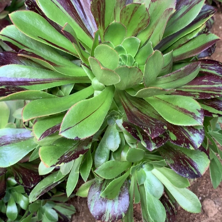 371多肉植物一物一拍