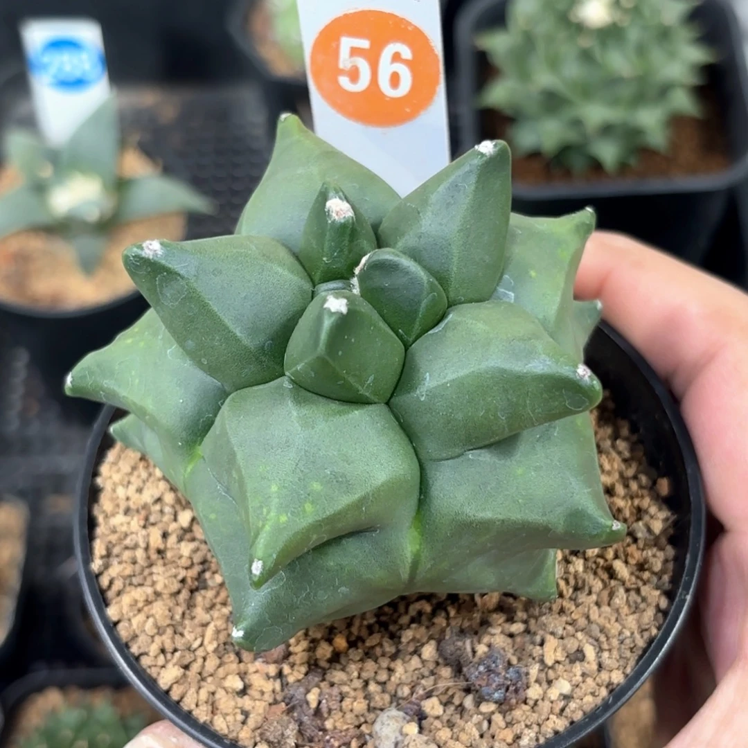 56实生角you鸾凤玉带盆带土