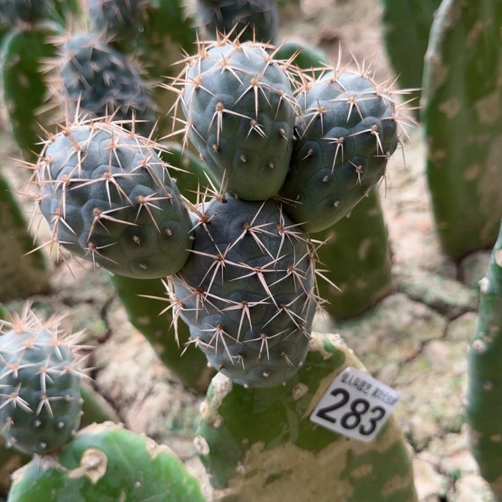 完全开放283螺旋金刺习