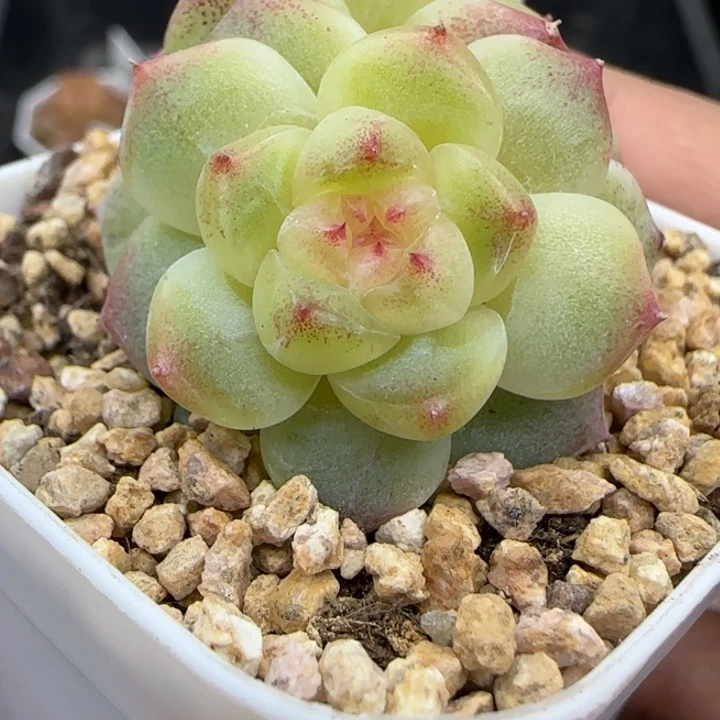 822号星楼晗雨多肉