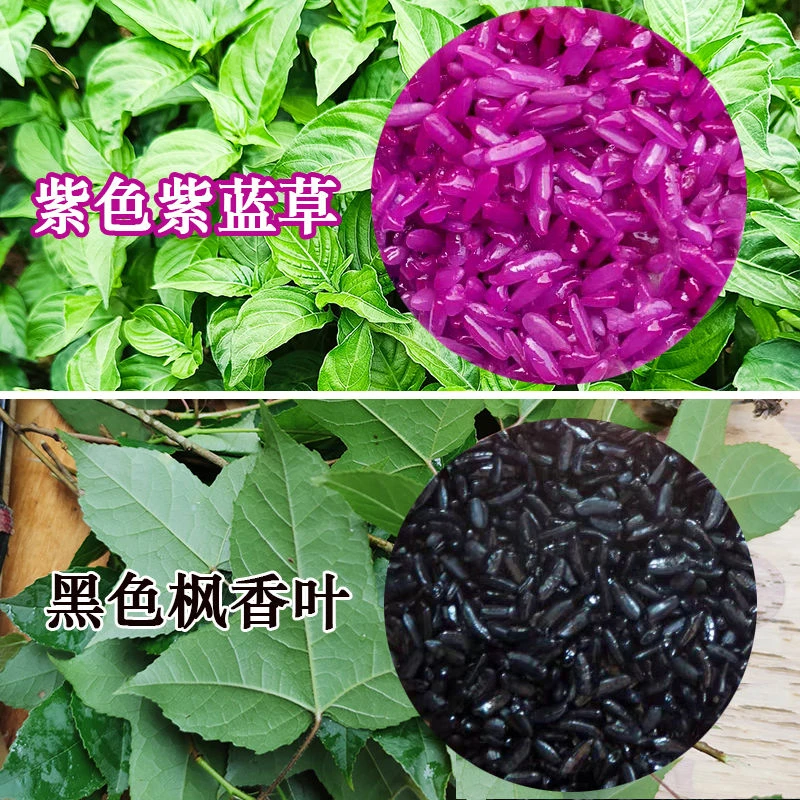 染糯米饭草新鲜染米花广西五色糯米饭植物染料贵州云南染饭花七彩
