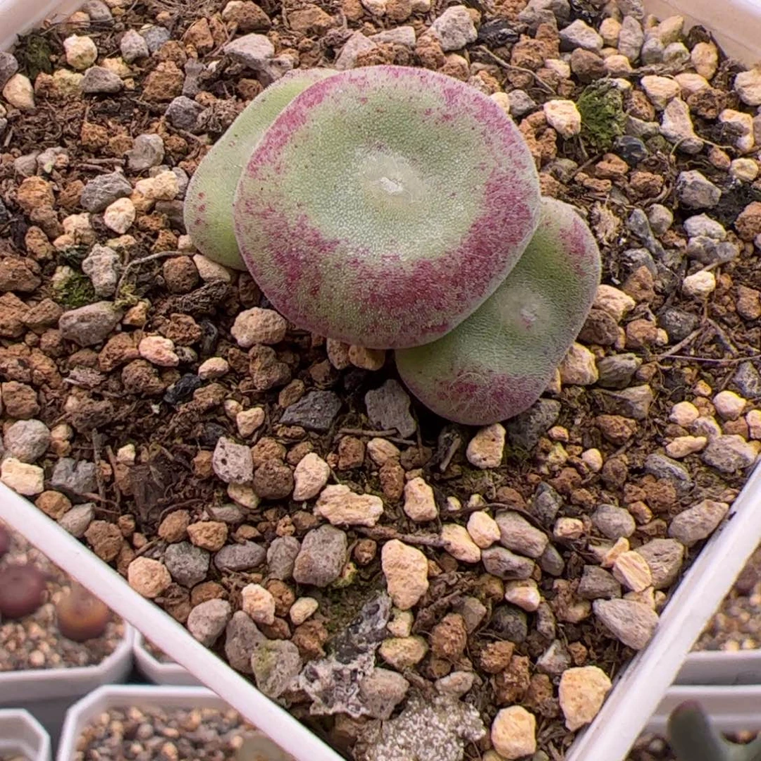 12.26毛饼子多肉植物76