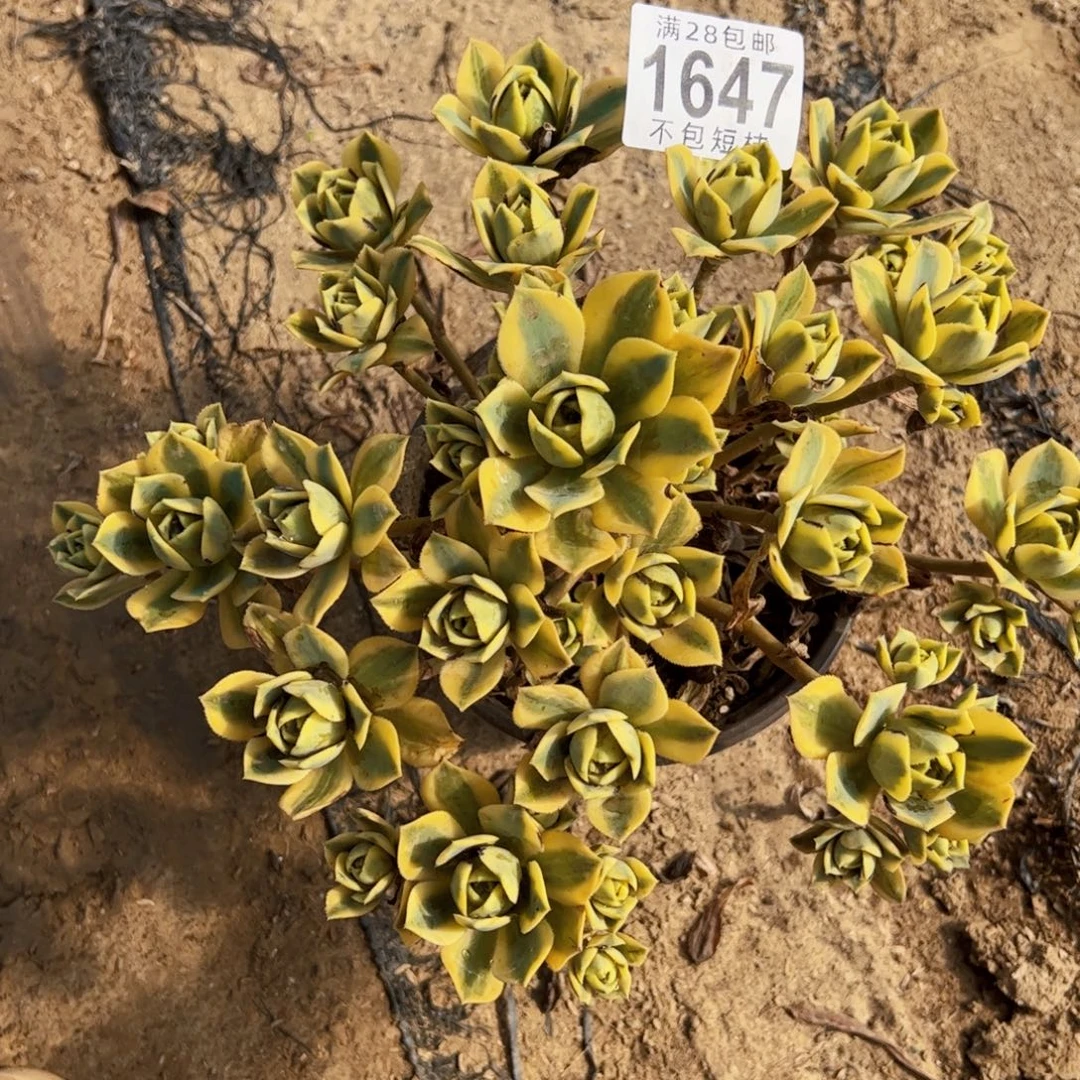 星报多肉植物1647