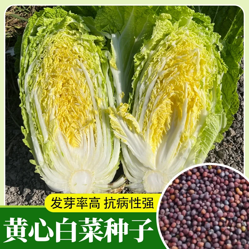 黄心大白菜种子蔬菜秋播大白菜籽冬储菜