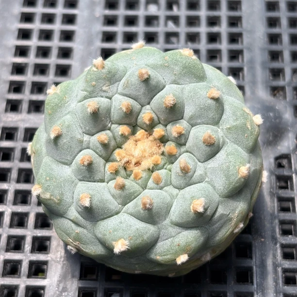 仙人球 有根 一物一拍 874