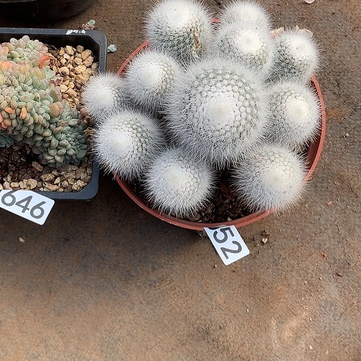 652白小丁 一物一拍多肉