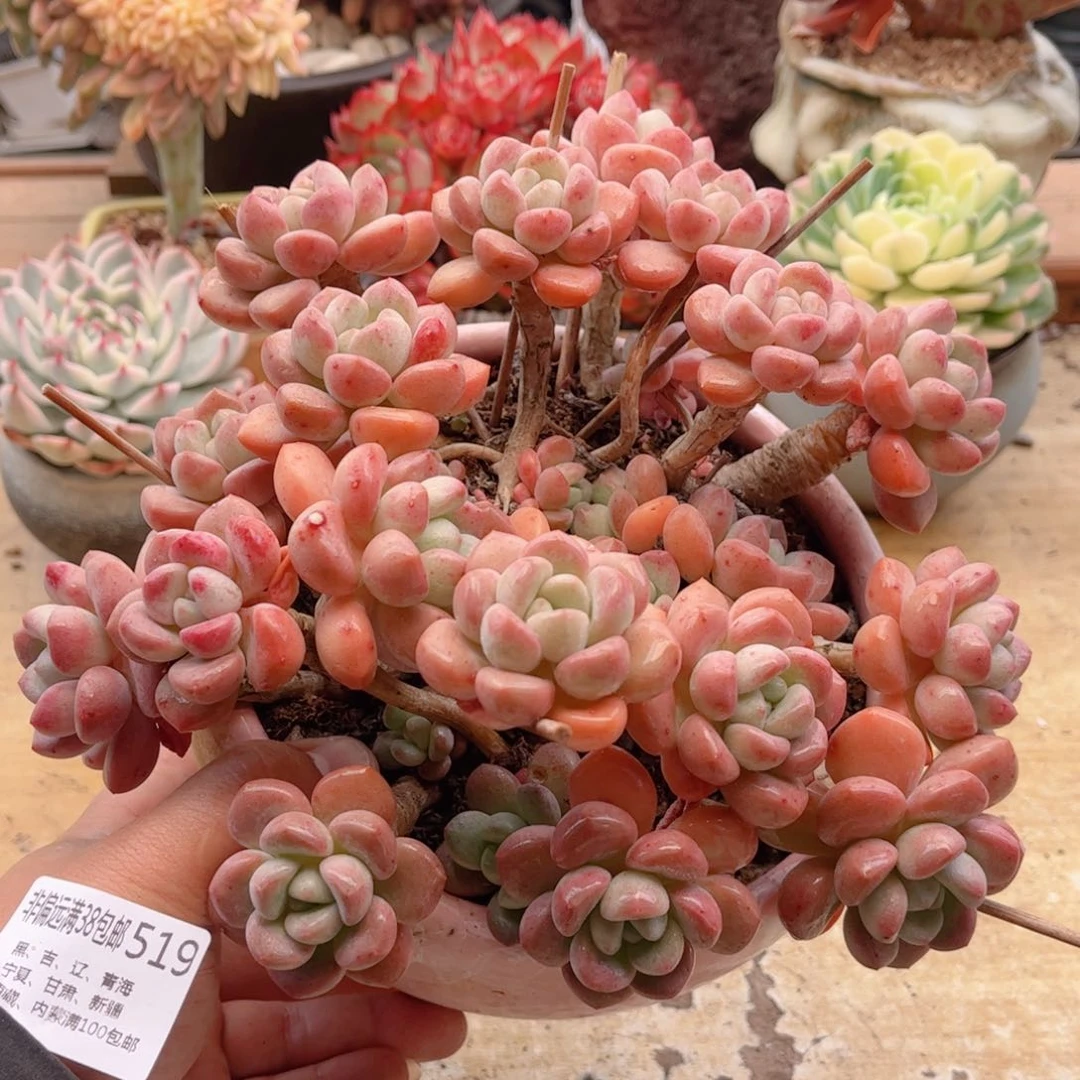 519白露德华多肉