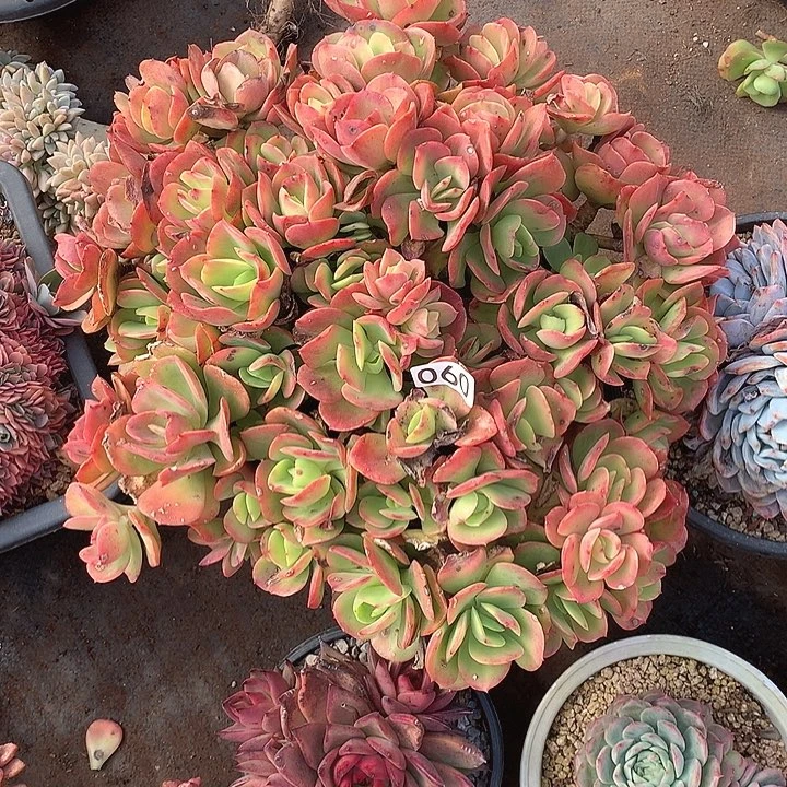 060火焰玫瑰 一物一拍多肉