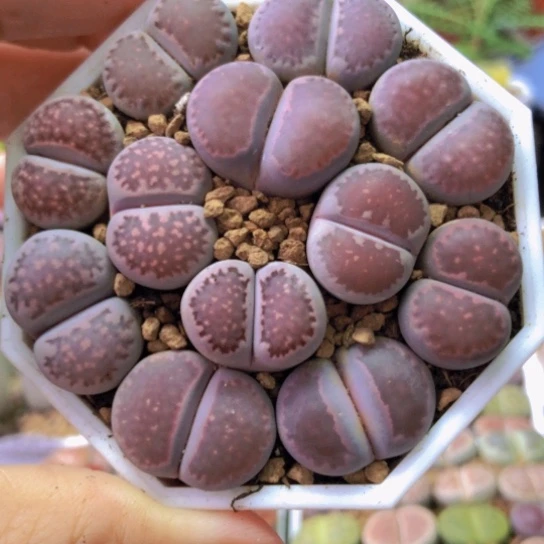 0085，母本如图一物一拍