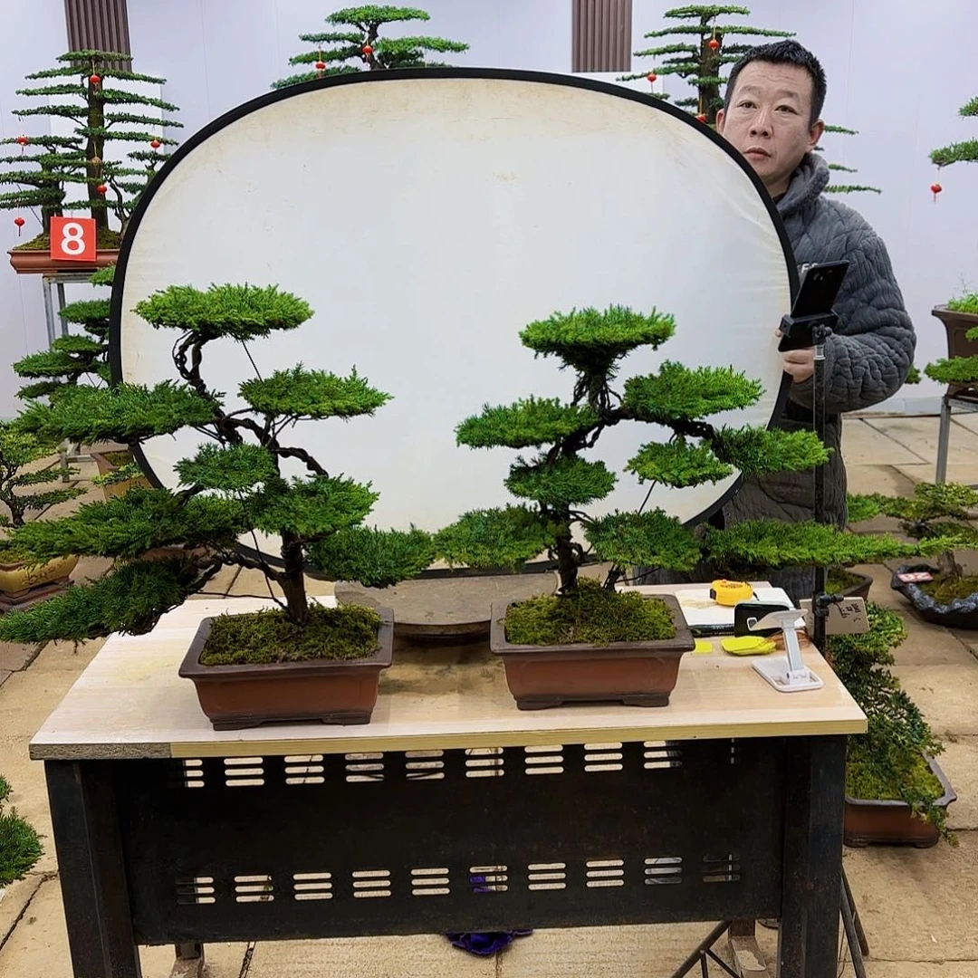 盆景直播间一物一拍