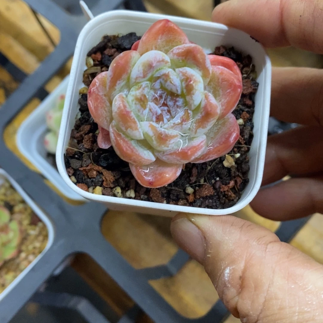 精品多米一物一拍不包整114