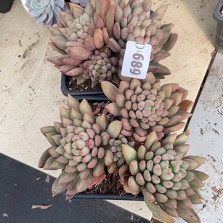 @***去689米其林多肉植物2颗