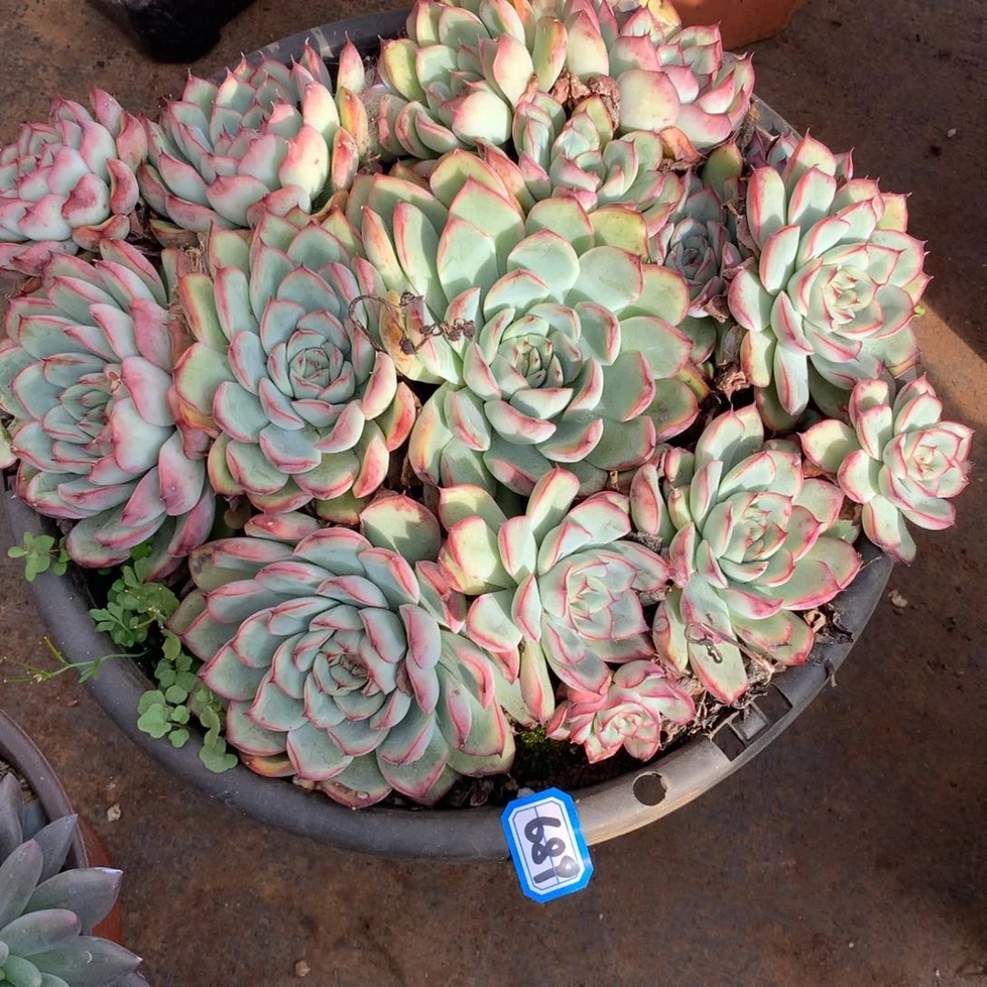 689荷花 一物一拍多肉