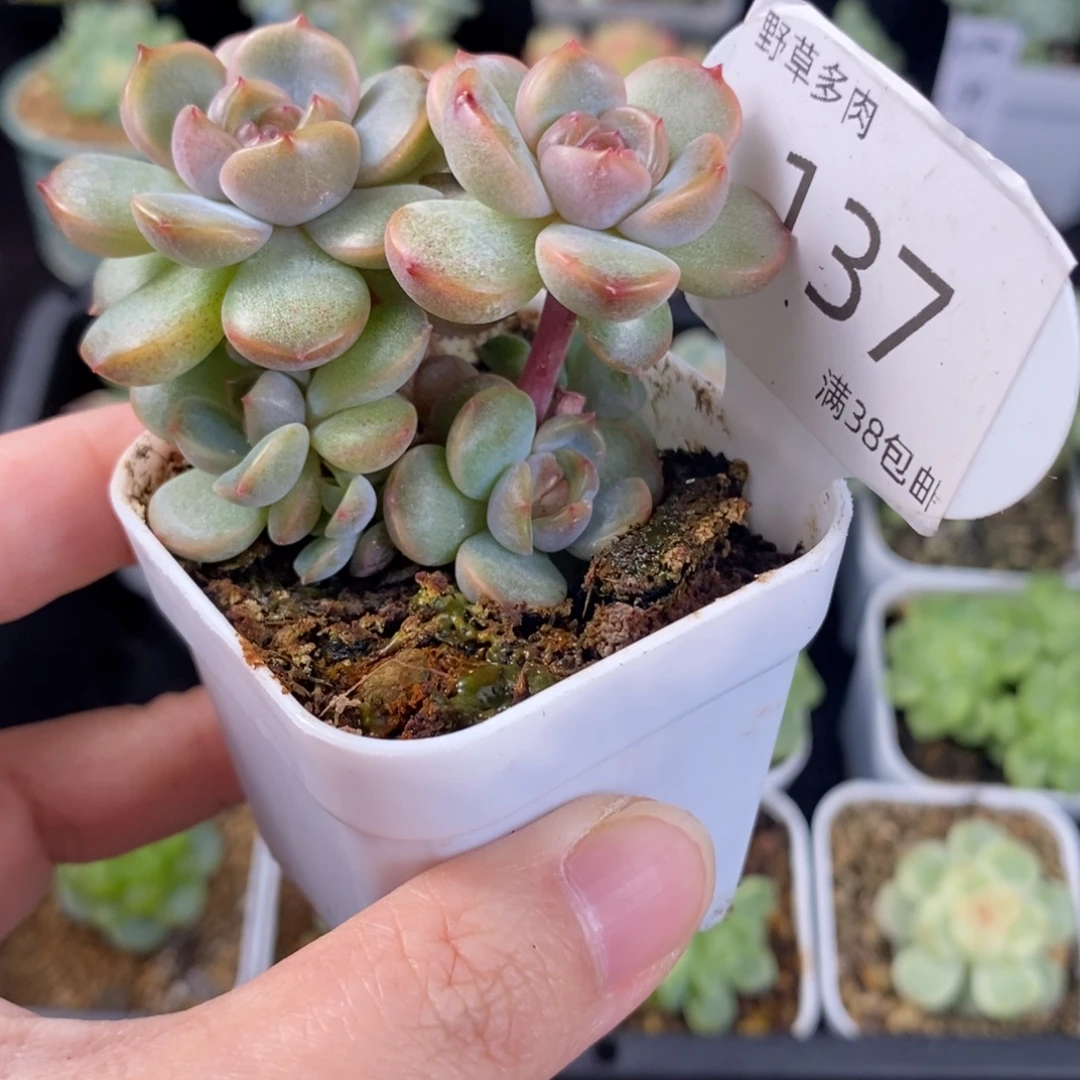 红色恋人六137头群