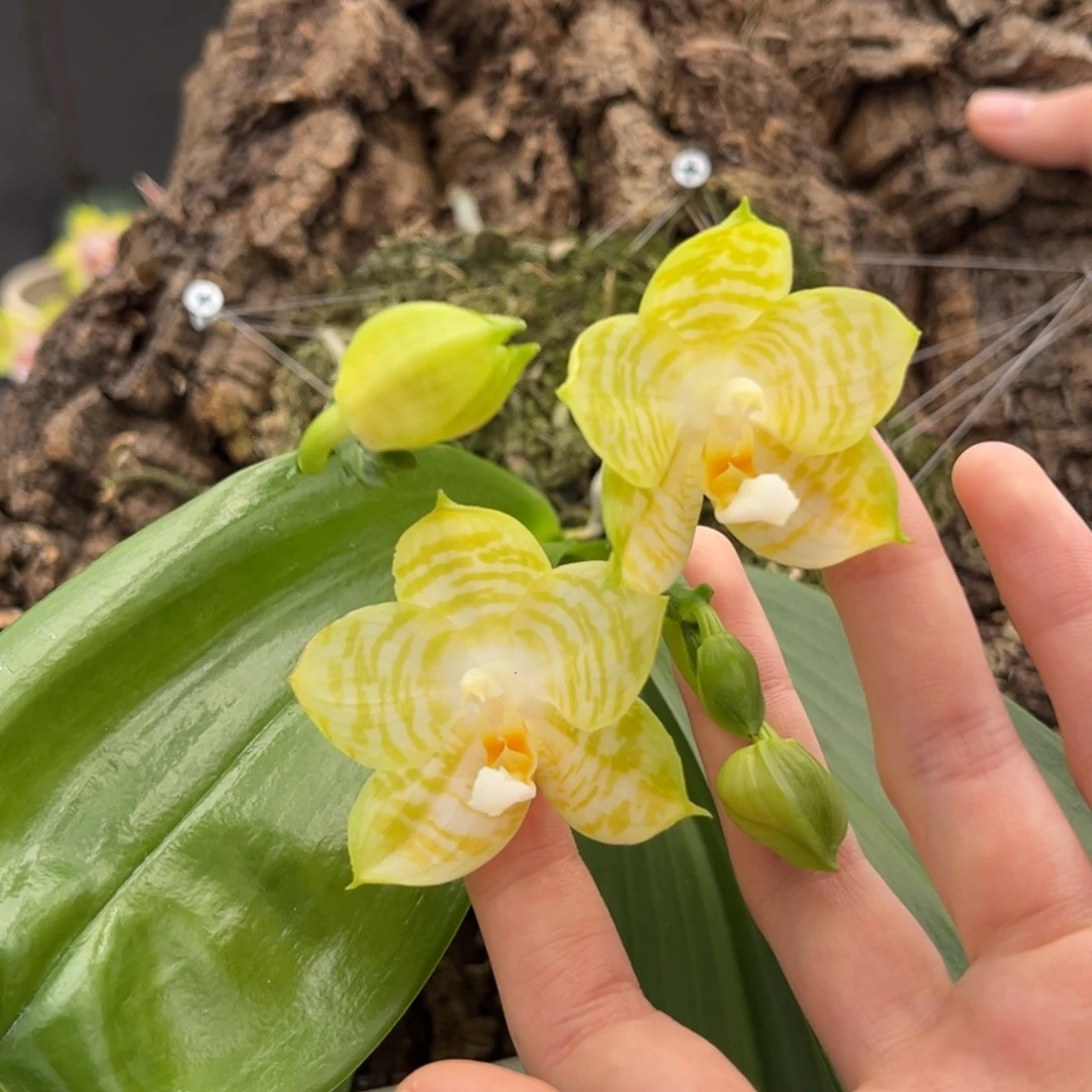 完全开放板值弥陀白老虎开花株