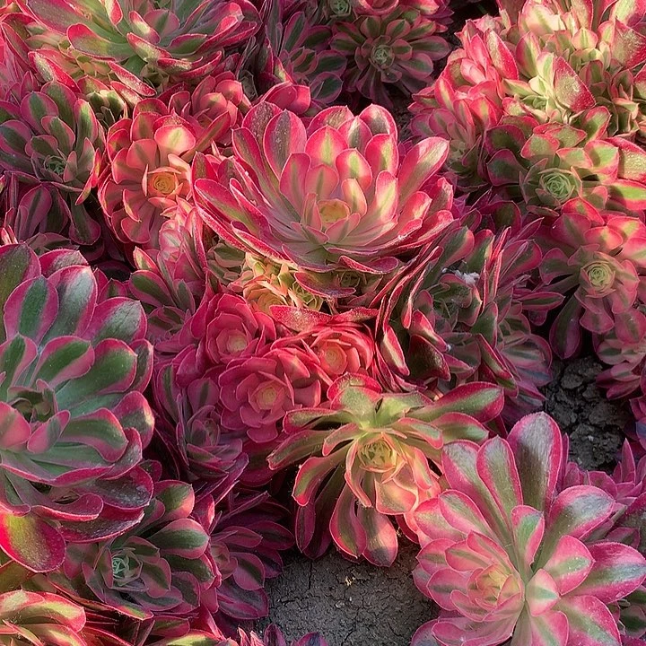 女郎多肉植物216