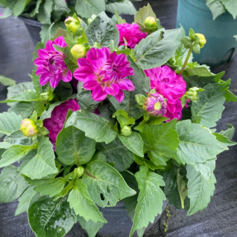 （大丽花）多年生薯根植物，庭院阳台室内外可养