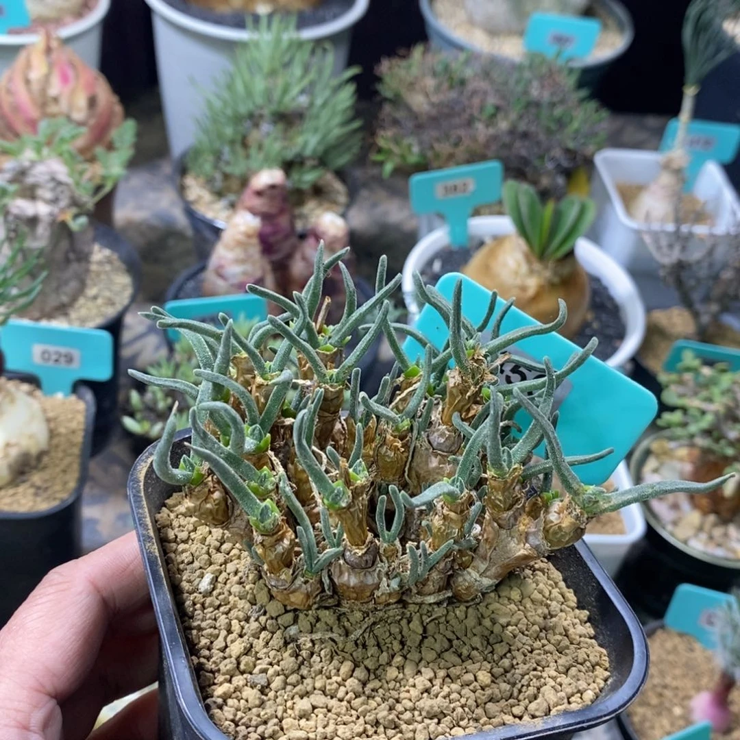 碧光环小兔子一个