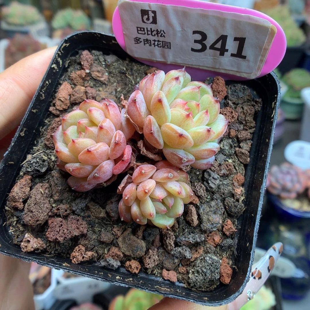 341三头白胖子多肉植物