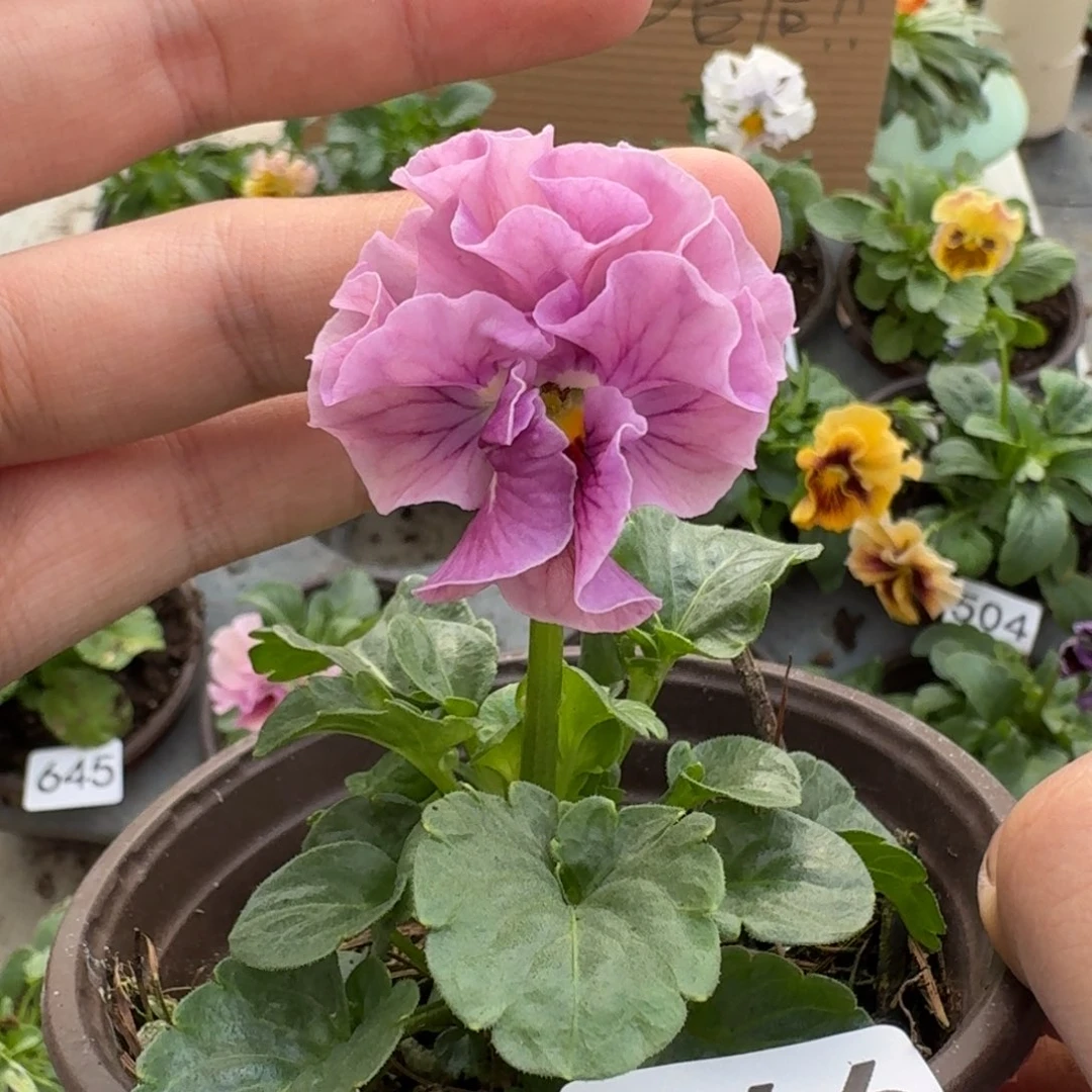 大部分花苞少量开放666