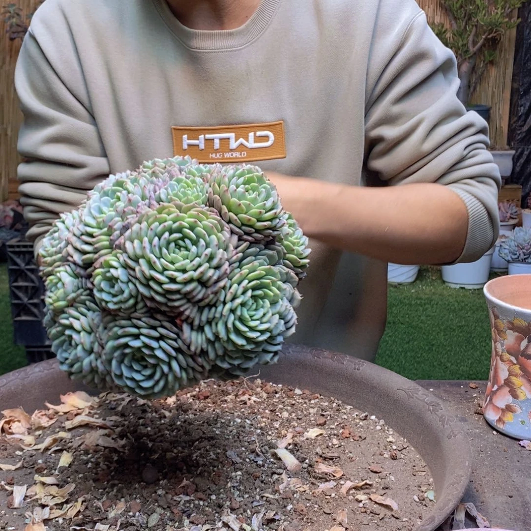 百****C231白胖子多肉植物