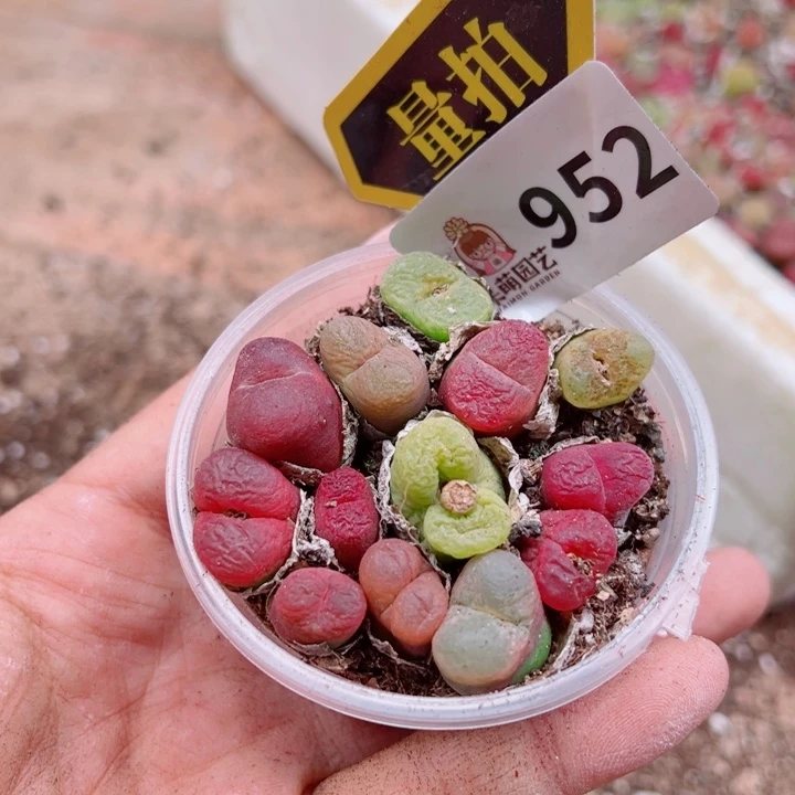 多肉植物多肉植物