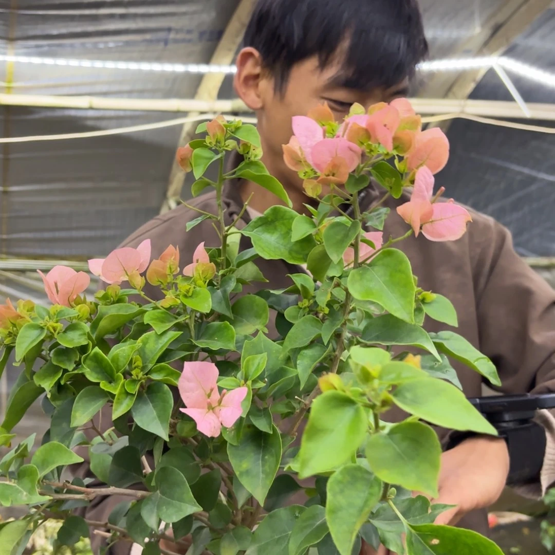 全部花苞（绿台）三角梅会落花落叶会光杆苗有大有小