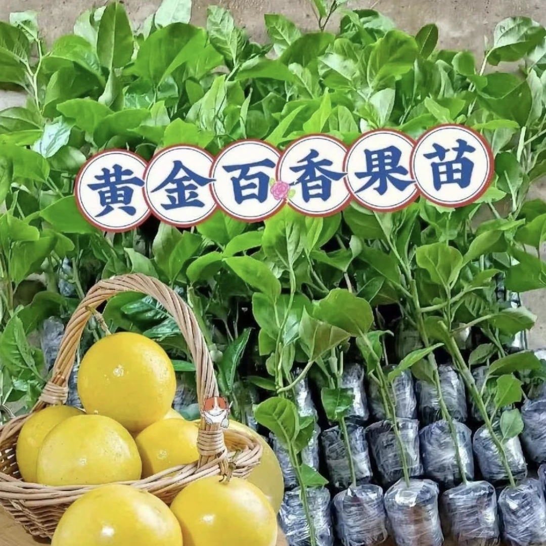 黄金钦蜜9号百香果苗产地直发