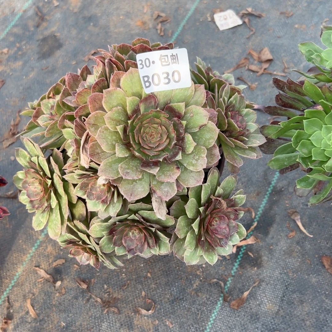 030红霞多肉法师不包断枝