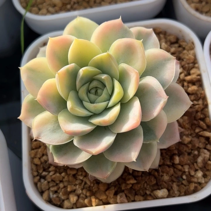 白月影锦一物一拍锦龙