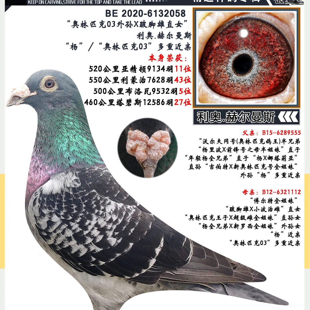 成绩正品信鸽赛鸽原环血统公棚赛鸽冠军高级鸽子种鸽成年信鸽