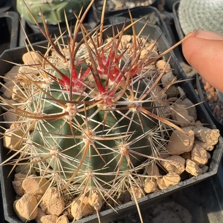 林氏幻虾实生仙人球