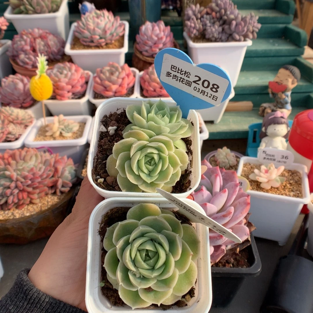 反*序208-192虾饺两个多肉植物
