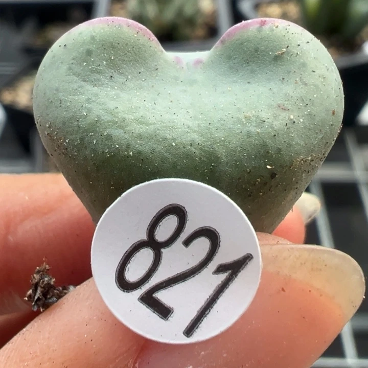 821干这颗多肉有点好看