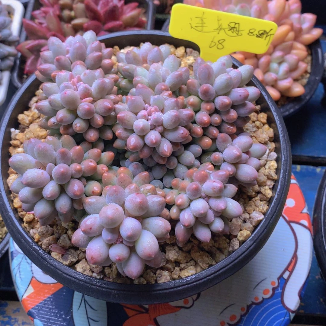 我家的小可爱们都好可爱