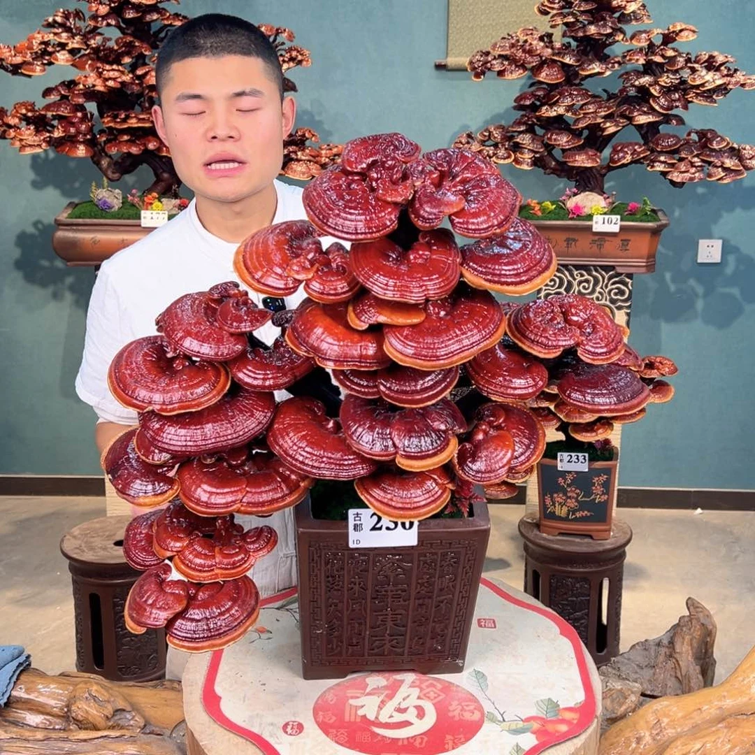 无花朵888888888888