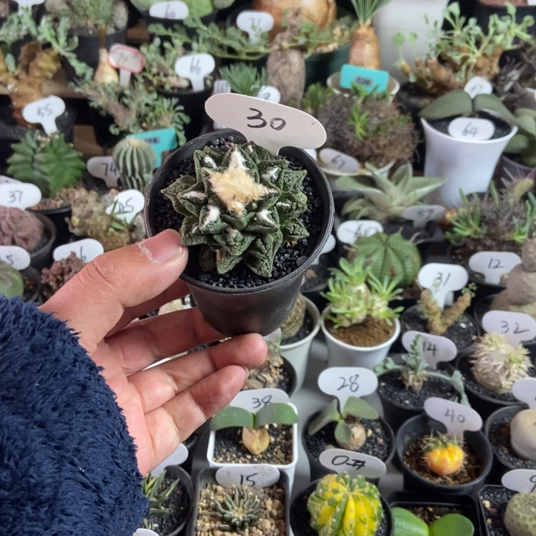 辛顿牡丹一物一拍