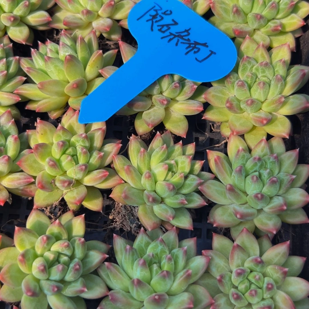 6颗大小不等大小不等