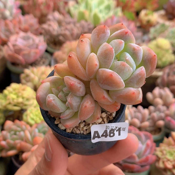 一物一拍含盆土满38包邮A481