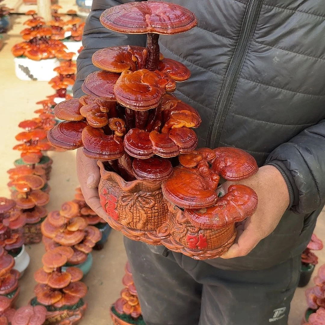 无花朵灵芝是我国著名植物