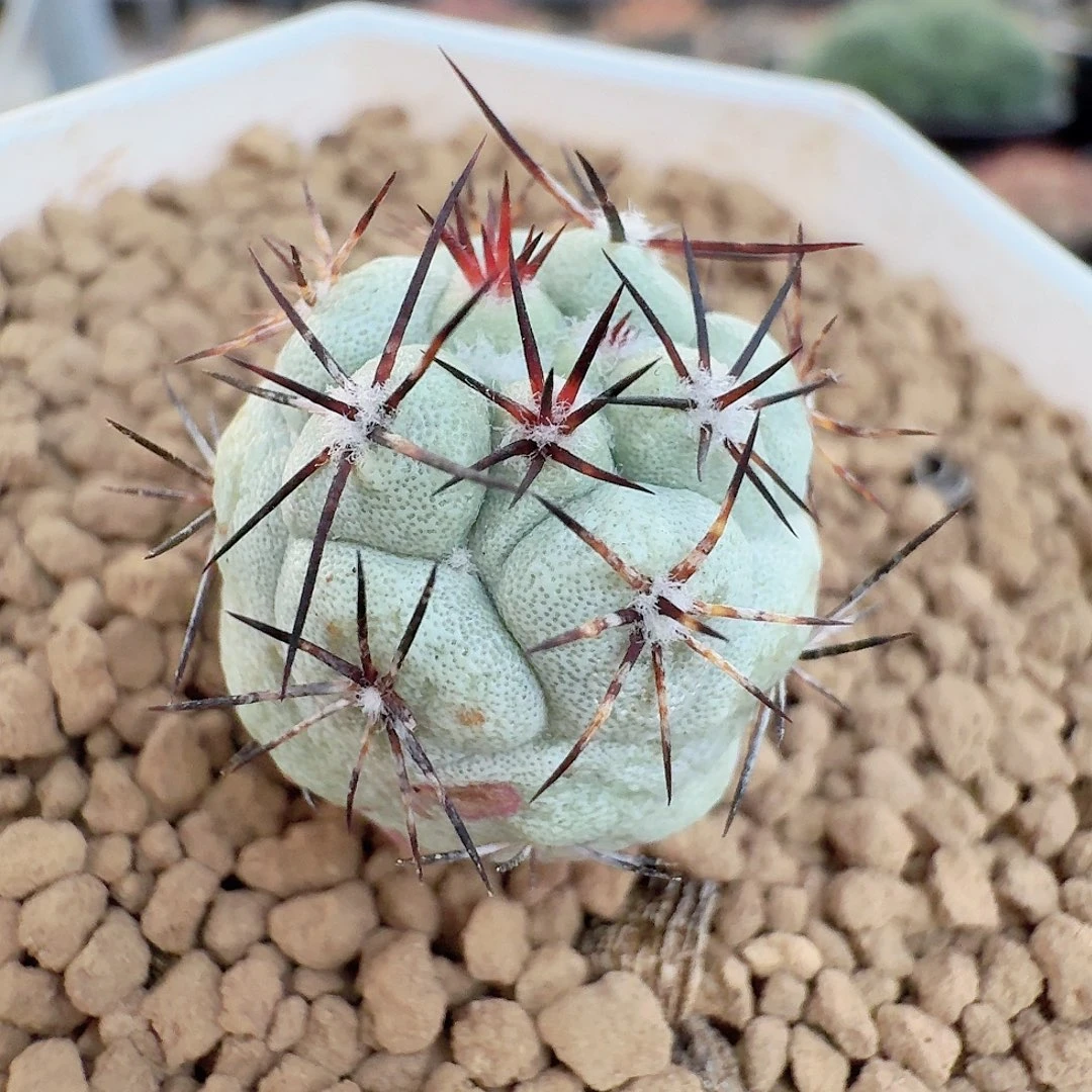 侧芽帝王丸脱土发货