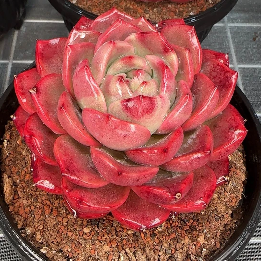 从前慢花园精选0117/新品东云